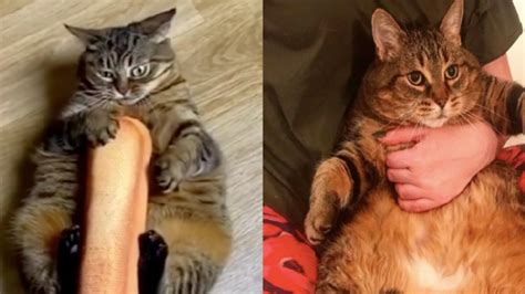 thick catgirl|21 cats that are really, really thicc